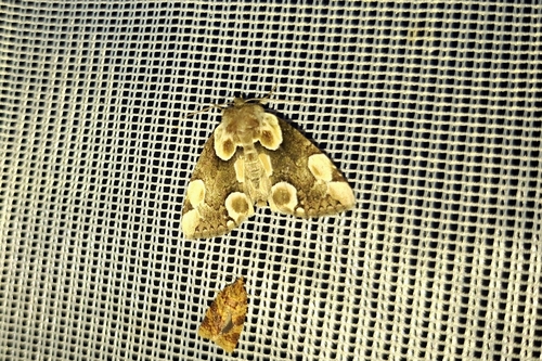 Peach Blossom Moth