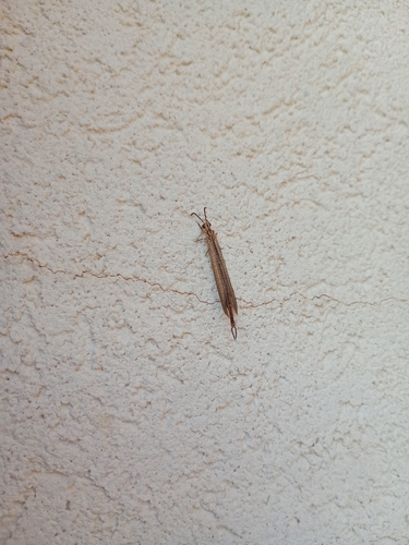 Macronemurus appendiculatus