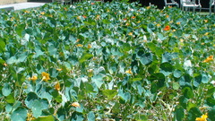 Tropaeolum majus