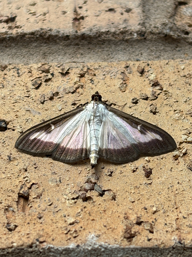 Box tree moth