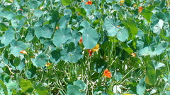 Tropaeolum majus