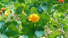 Tropaeolum majus