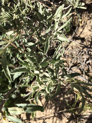 Layia glandulosa