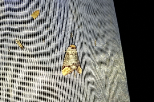 Buff-tip
