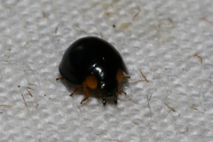 Exochomus flavipes