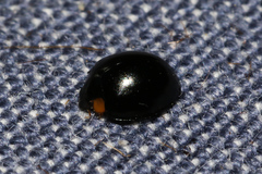 Exochomus flavipes