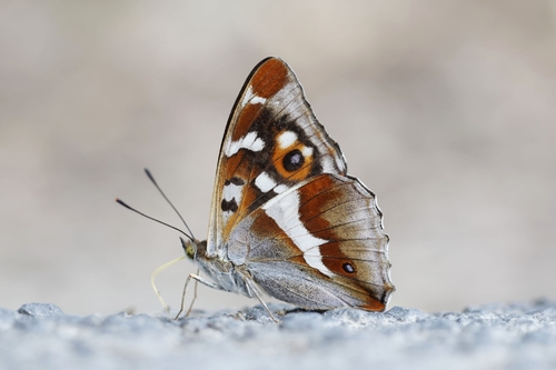 Purple Emperor