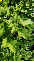 Heracleum sphondylium