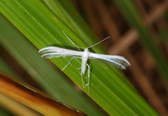 Pterophorus monospilalis