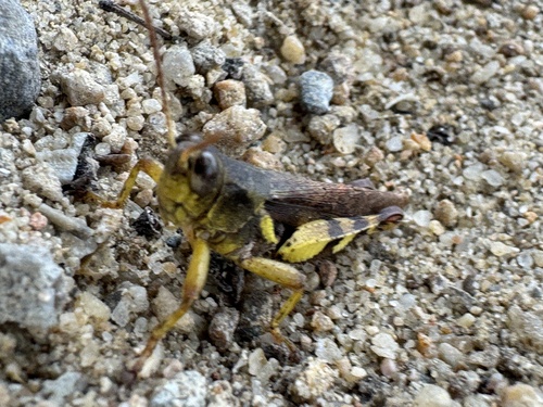 Xenocatantops brachycerus