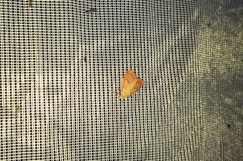 Rosy Footman