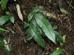 Grypothrix triphylla