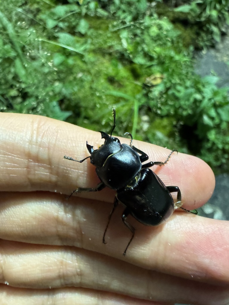 Dorcus derelictus