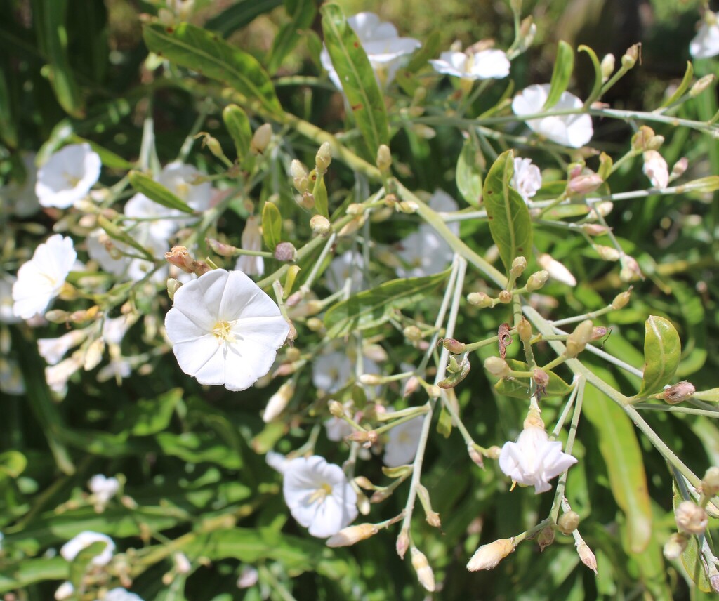 Convolvulus floridus; photograph (c) Lídia Carrera, some rights reserved (CC BY)