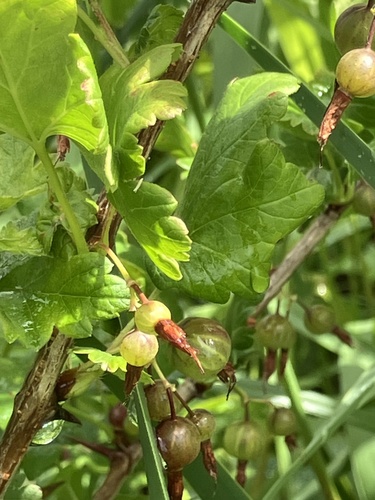 Ribes divaricatum, photograph 2