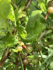(c) Lee Cain, some rights reserved (CC BY) Ribes divaricatum, photograph (c) Lee Cain, some rights reserved (CC BY)