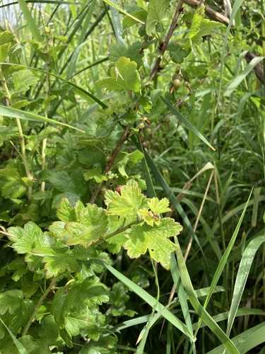 Ribes divaricatum, photograph 3