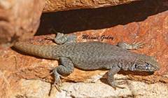 Liolaemus austromendocinus