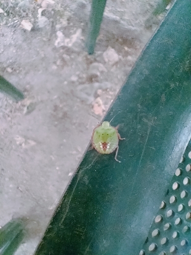 Nezara viridula