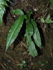 Grypothrix triphylla