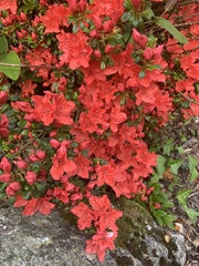 Rhododendron japonicum