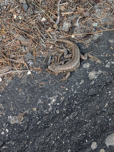 iNaturalist observation photo of Spiny Lizards