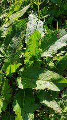 Rumex obtusifolius