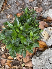 Psychotria ligustrifolia