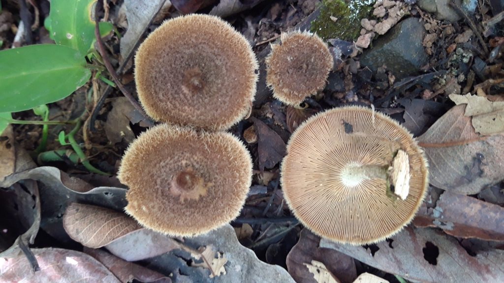 Lentinus crinitus · April 2020 · photo: © keesgroenendijk (iNaturalist, cc-by)