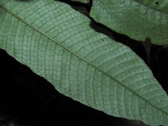 Grypothrix triphylla