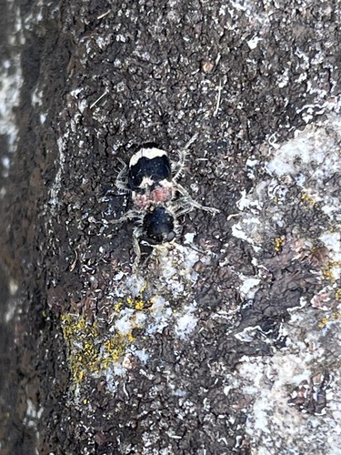 Clerus mutillarius