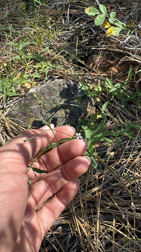 iNaturalist observation photo of milk kelloggia