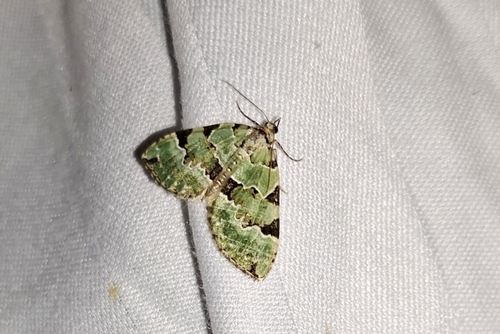 Green Carpet
