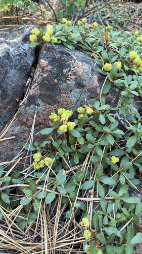 iNaturalist observation photo of Mahala mat