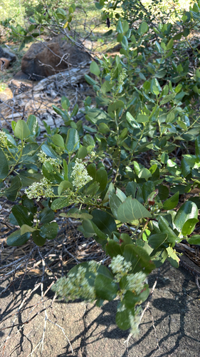 iNaturalist observation photo of Snowbrush Ceanothus