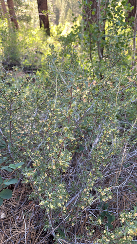 iNaturalist observation photo of Antelope Bitterbrush