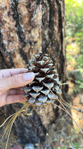iNaturalist observation photo of Jeffrey pine