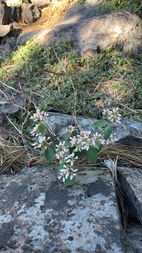 iNaturalist observation photo of spreading dogbane