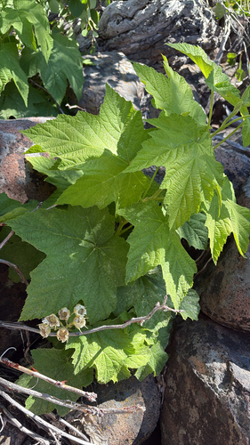 iNaturalist observation photo of thimbleberry