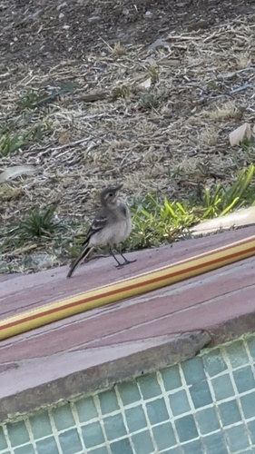 White Wagtail