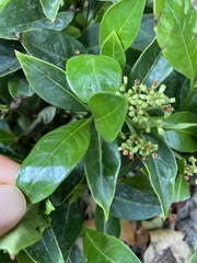 Psychotria ligustrifolia