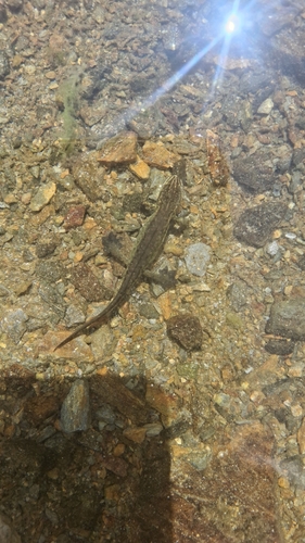 Palmate Newt