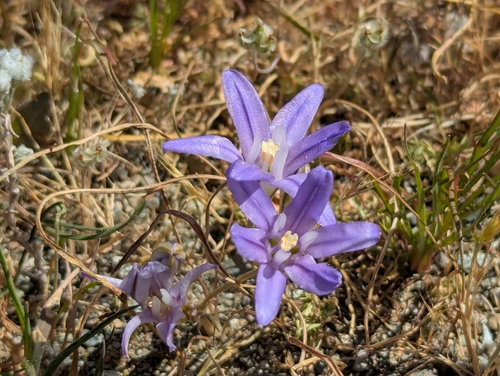 Brodiaea terrestris, photograph 5