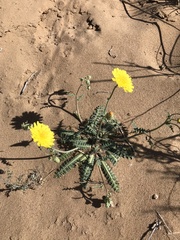 Malacothrix fendleri