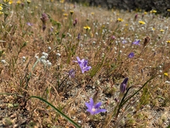Brodiaea terrestris, photograph (c) Alexander Wentworth, some rights reserved (CC BY)