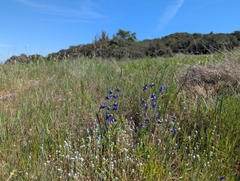 Delphinium hesperium