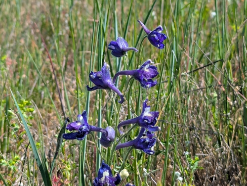Delphinium hesperium, photograph 1