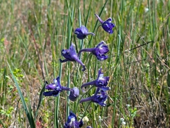 Delphinium hesperium, photograph (c) Alexander Wentworth, some rights reserved (CC BY)