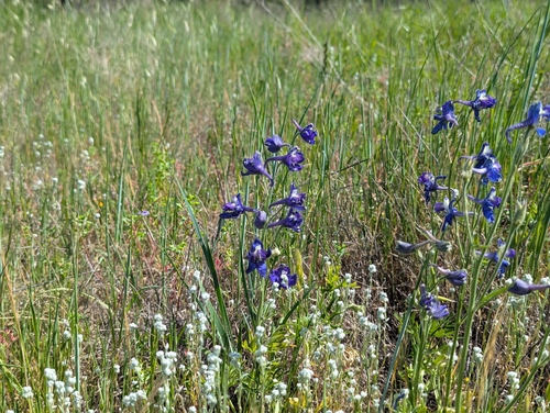 Delphinium hesperium, photograph 2