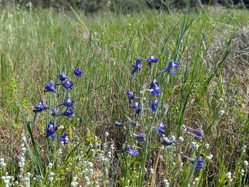 Delphinium hesperium, photograph 3